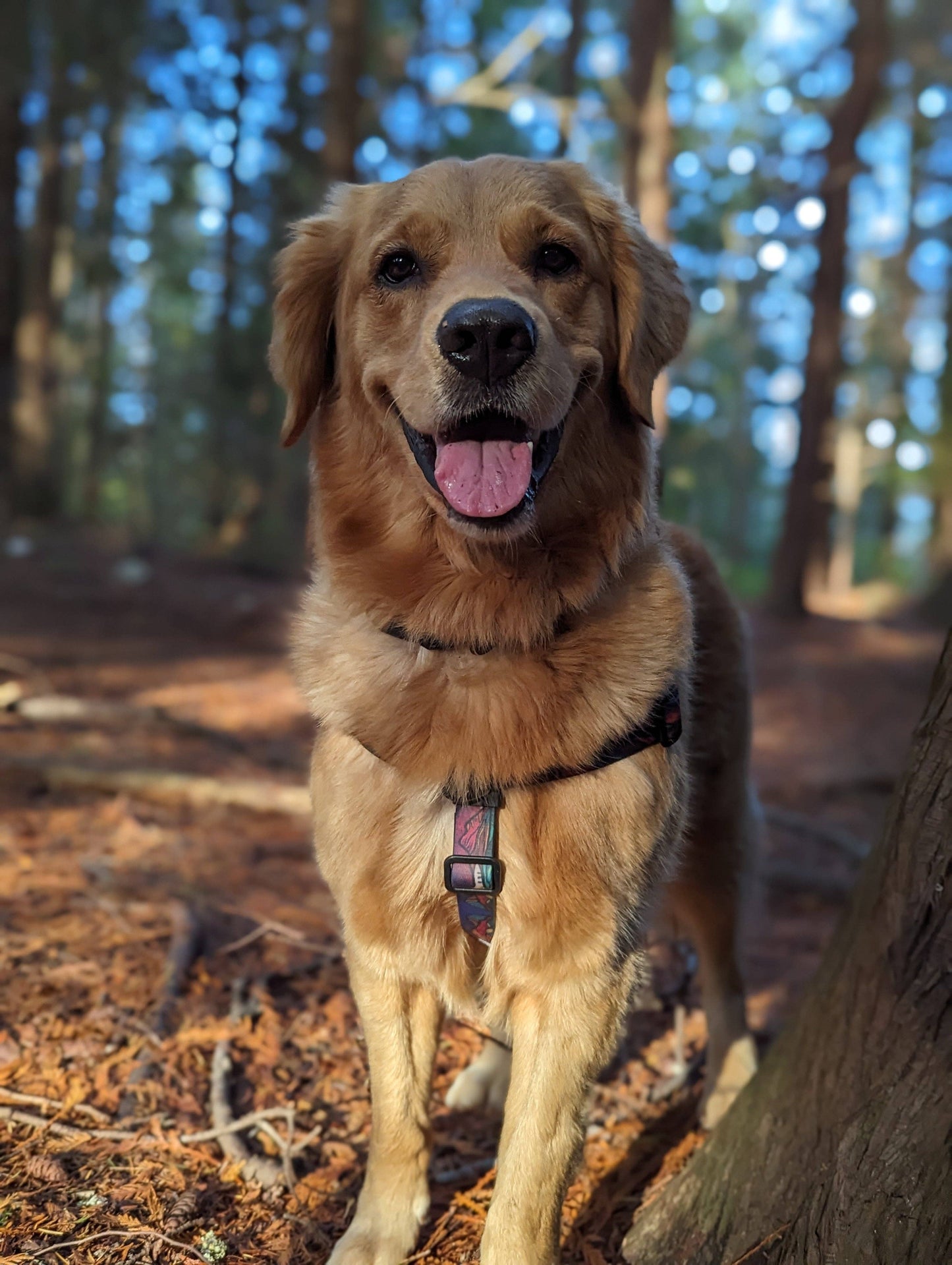 Midnight Sun Waterproof Adventure Harness: Large