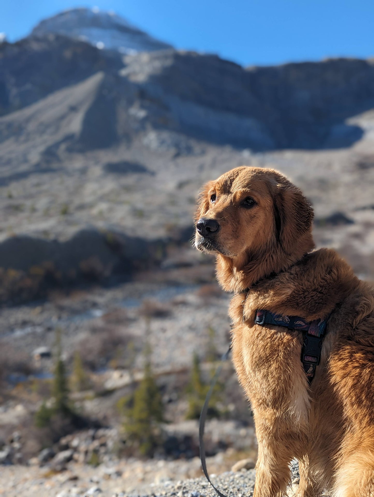 Midnight Sun Waterproof Adventure Harness: XL