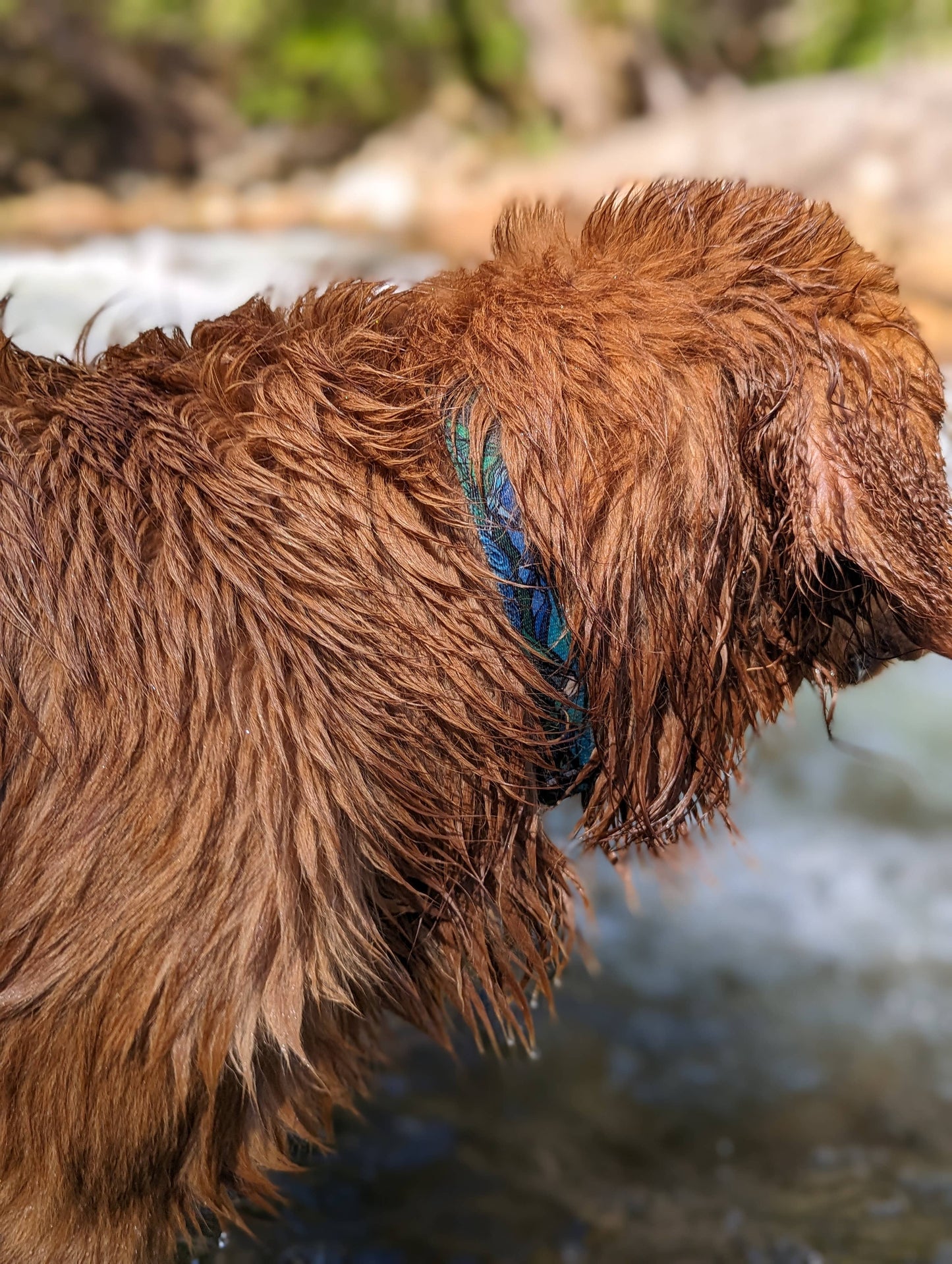West Coast Waterproof Collar: Medium / 1 Inch
