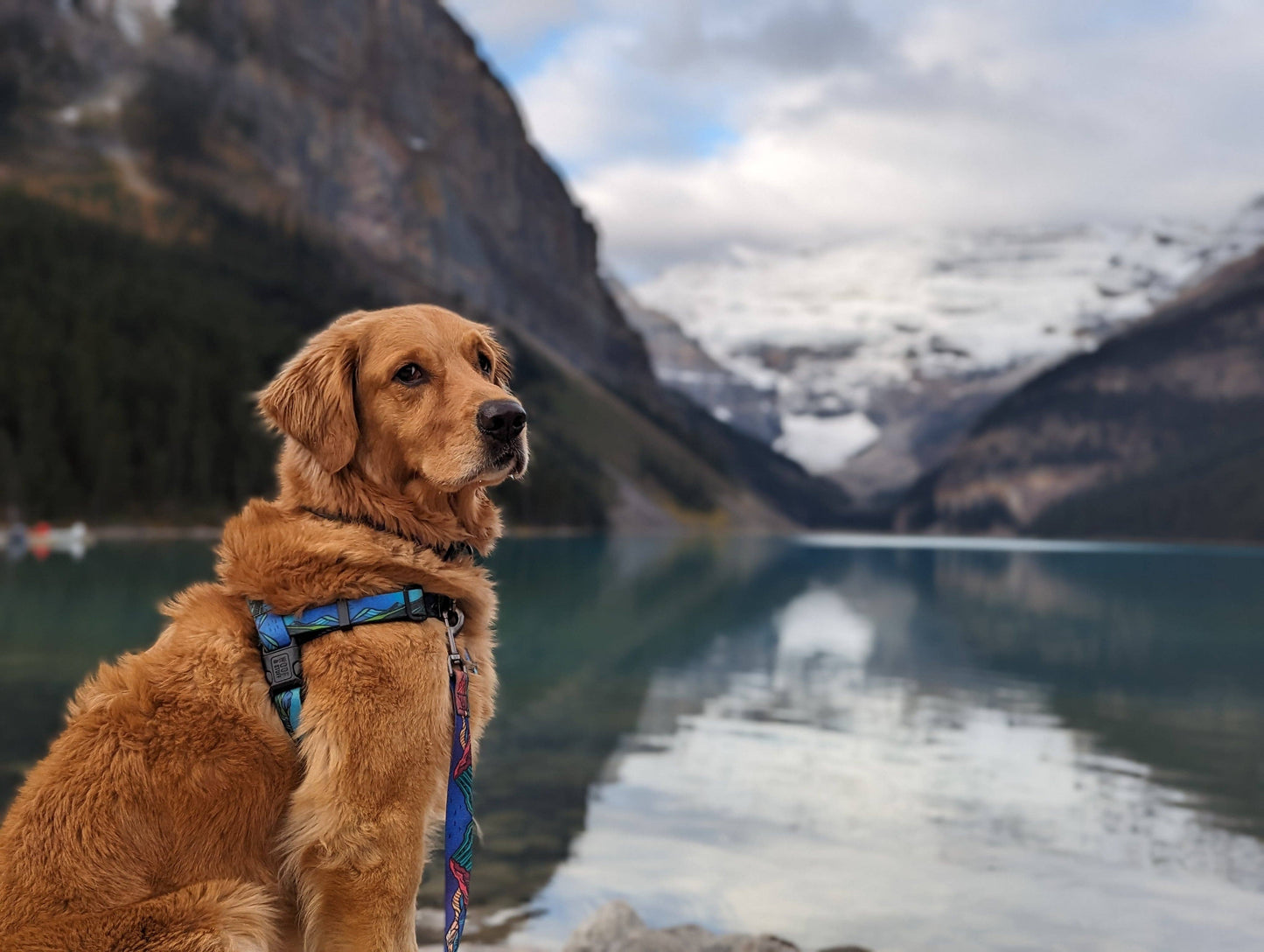 West Coast Waterproof Adventure Harness: Large