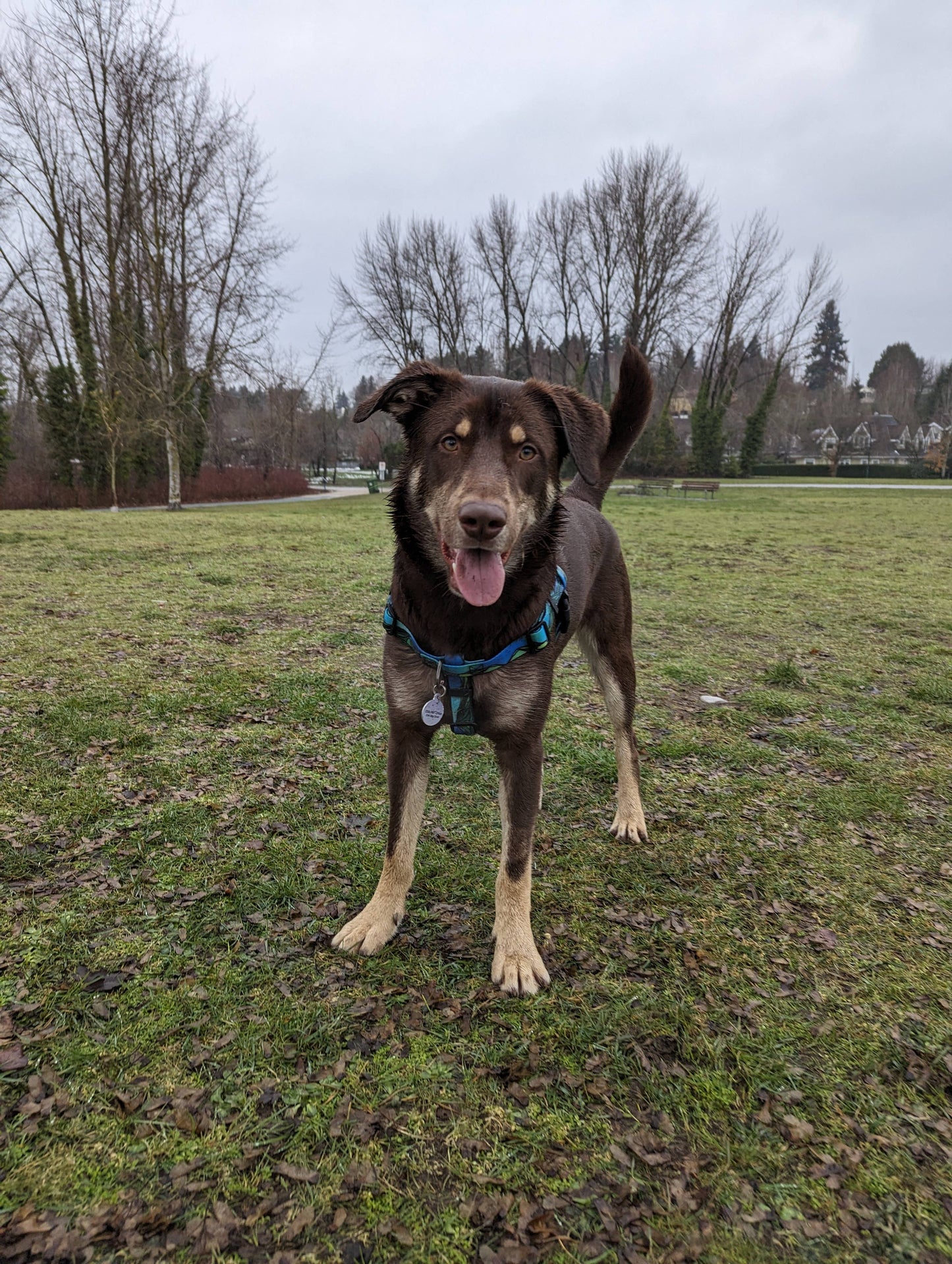 West Coast Waterproof Adventure Harness: XS