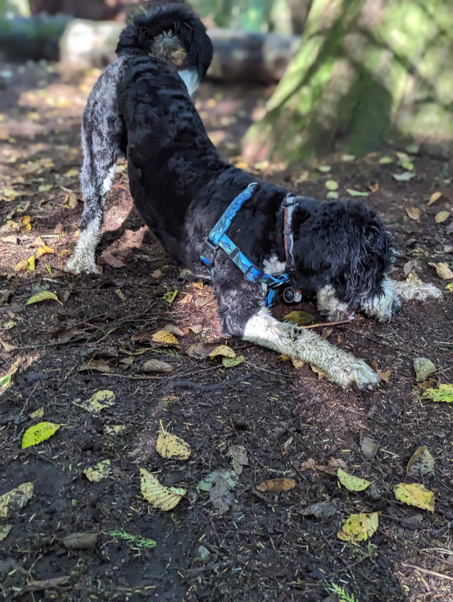 West Coast Waterproof Adventure Harness: Large