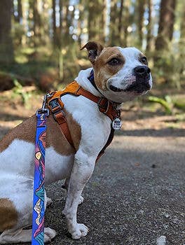 Midnight Sun Leash: 5ft / 1 Inch