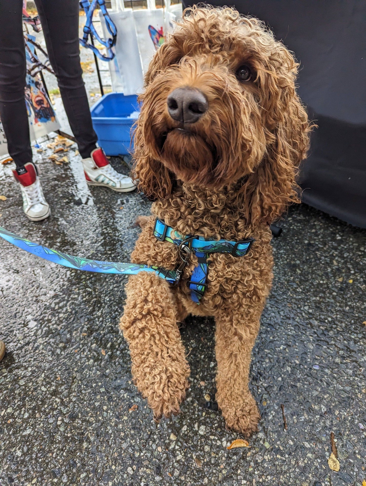 West Coast Waterproof Adventure Harness: Large