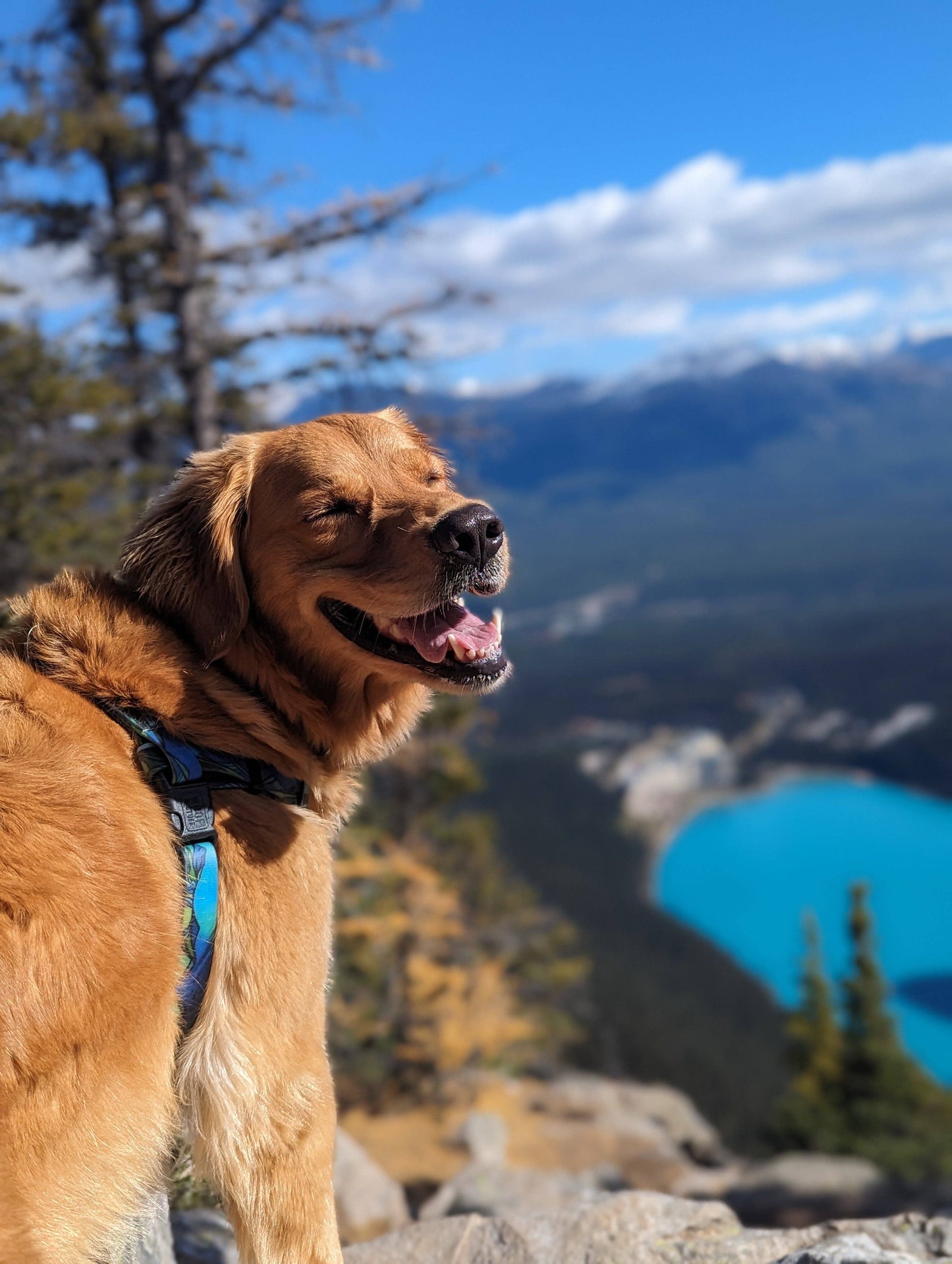 West Coast Waterproof Adventure Harness: Large