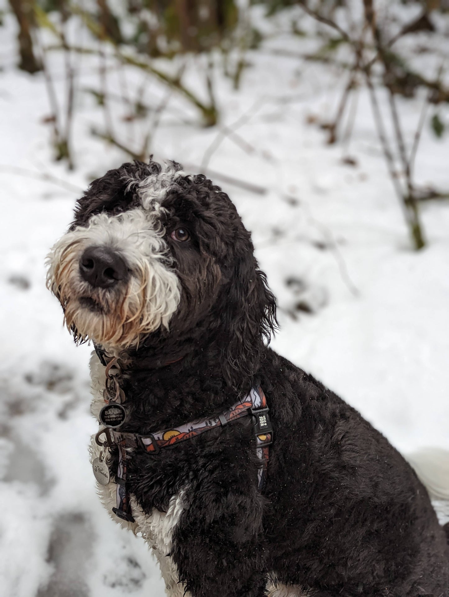 Wanderlust Waterproof Adventure Harness: Small