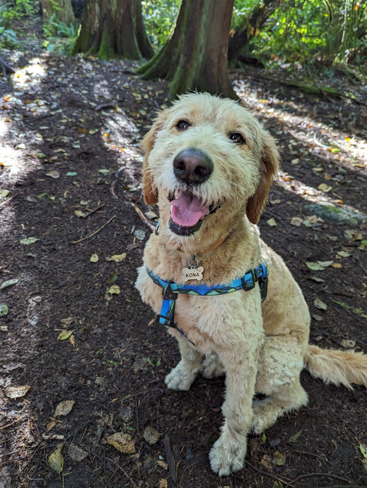 West Coast Waterproof Adventure Harness: Large