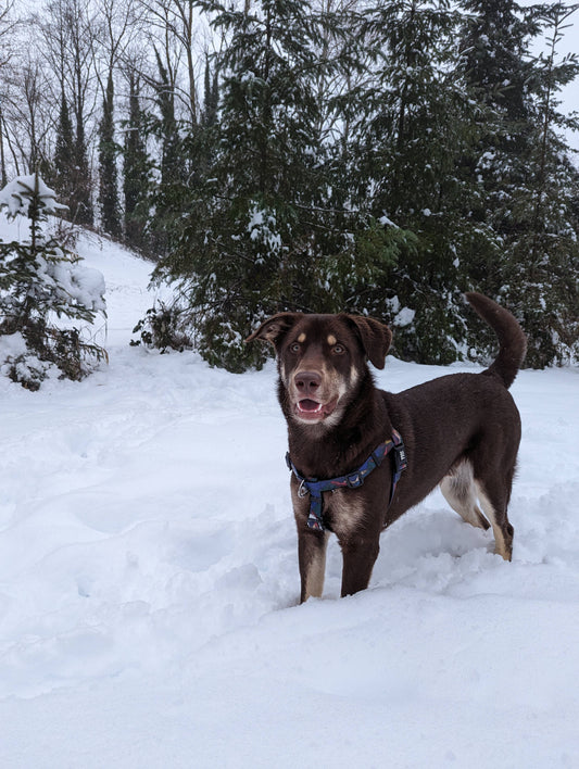 Midnight Sun Waterproof Adventure Harness: Large